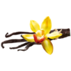 Vanille