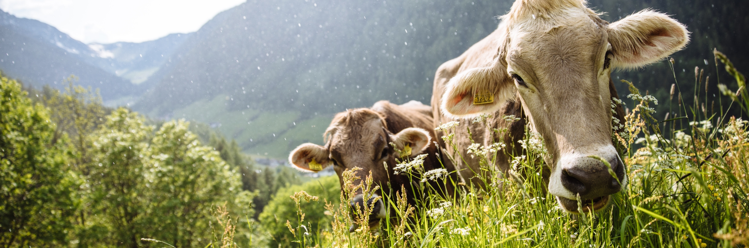 Kühe grasen auf einer blühenden Almwiese in Südtirol, mit Berglandschaft im Hintergrund.
