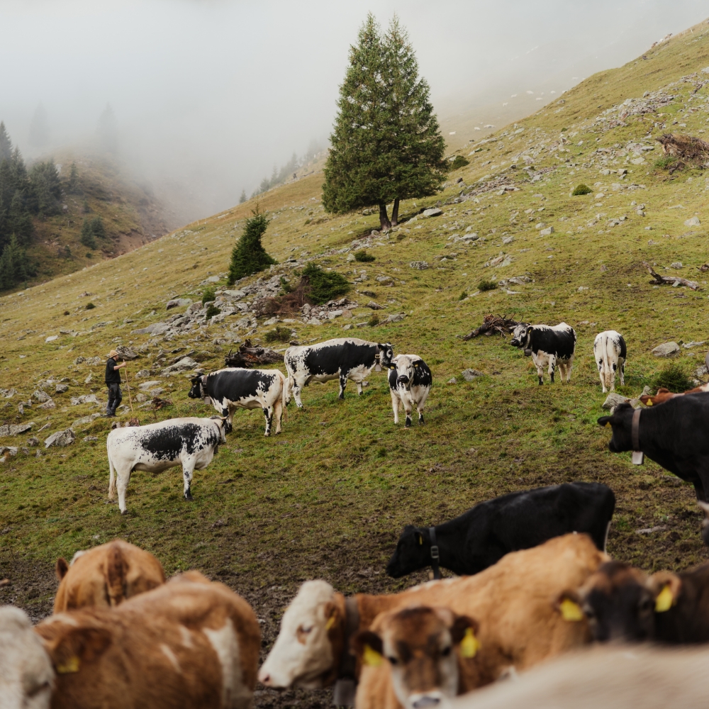 Kühe auf einer steilen Almwiese in Südtirol, mit Nadelbäumen und leichtem Nebel im Hintergrund.
