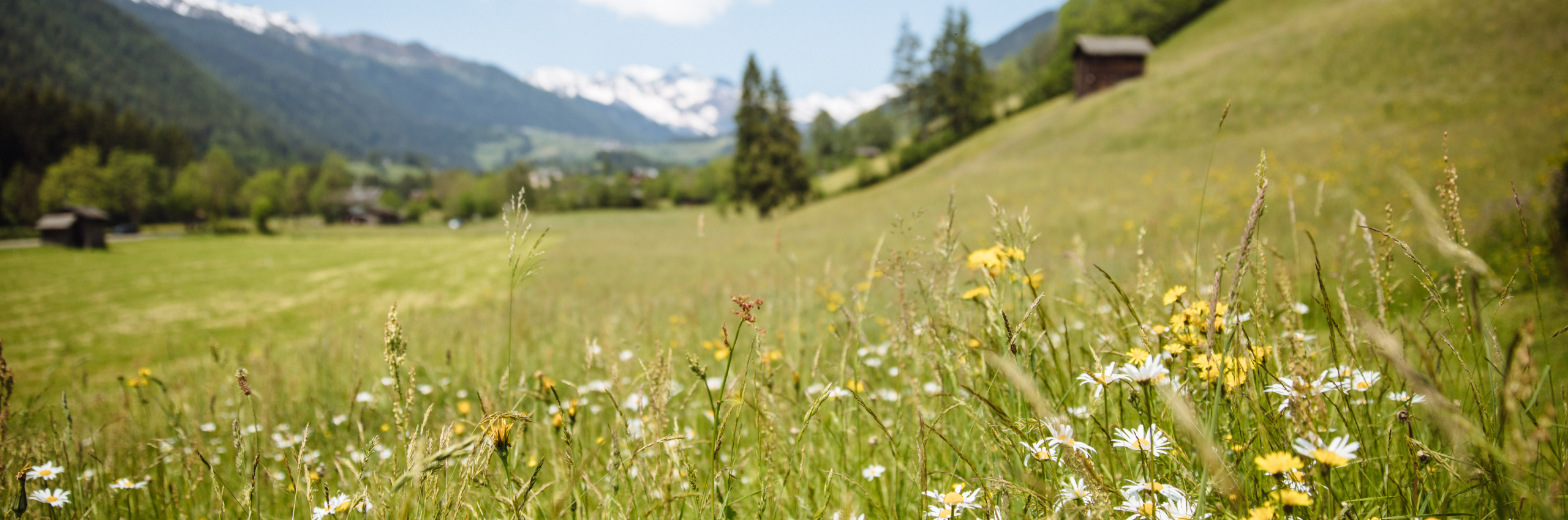 Blühende Almwiese mit Wildblumen in einem alpinen Bergtal